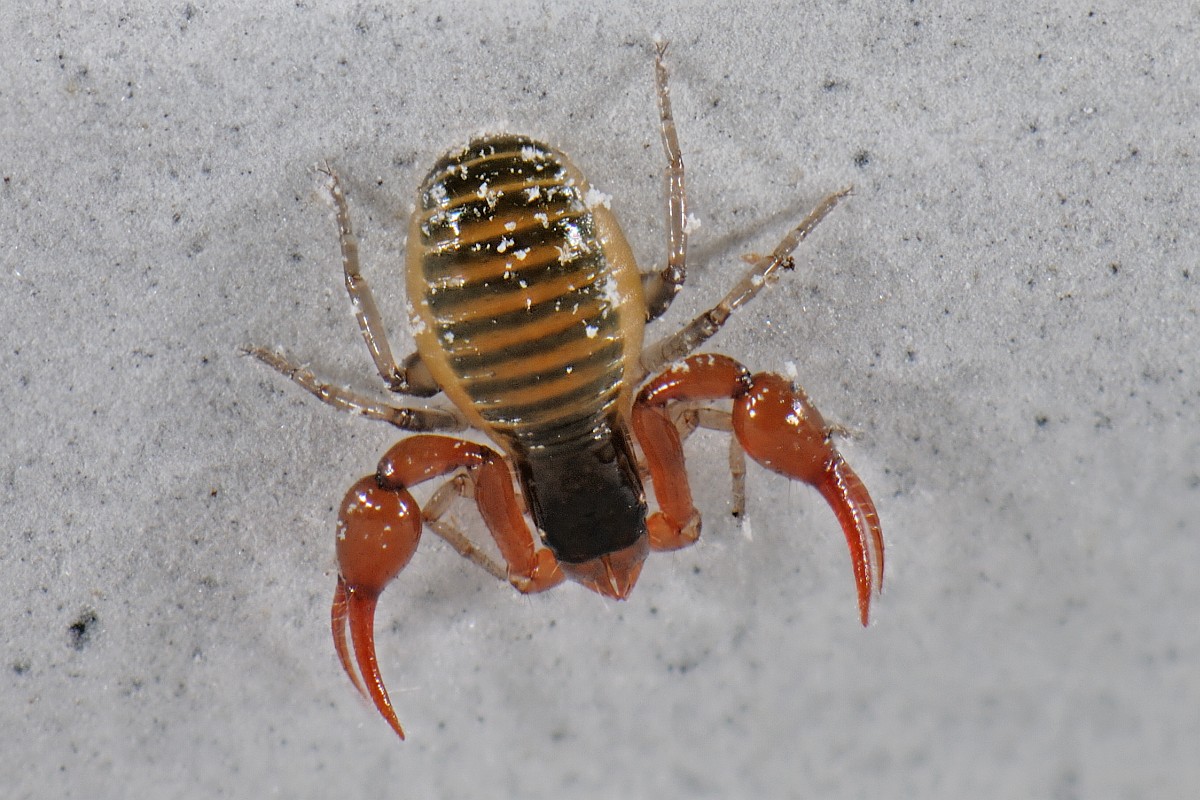 Neobisium carcinoides